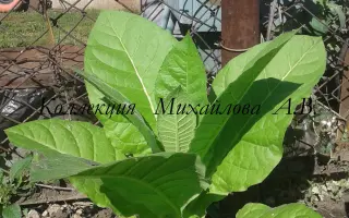 ТРАПЕЗОНД 92