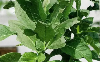 ОСТРОЛИСТ 316