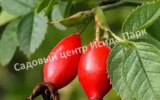 РОССИЙСКИЙ 1