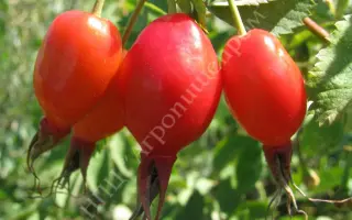 УРАЛЬСКИЙ ЧЕМПИОН