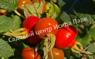 ТЕРНЕЙСКИЙ