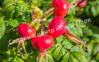 ГРОССЕВИЧЕСКИЙ