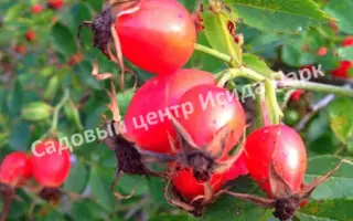 ВАСИЛИЙ ИВАНОВИЧ