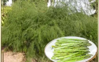 АРЖЕНТЕЛЬСКАЯ