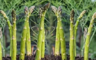 ГУЭЛФ МИЛЛЕНИУМ