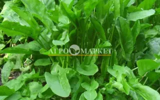 БЕЛЬВИЛЬСКИЙ