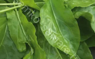 ШИРОКОЛИСТНЫЙ