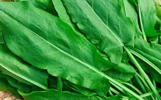 КРУПНОЛИСТНЫЙ