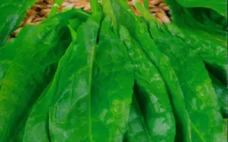 ЛЕГЕНДА СИБИРИ