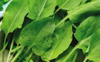 САНЬКИНА ЛЮБОВЬ