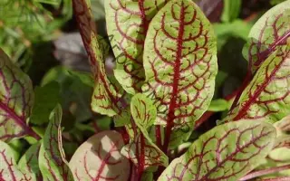 КРАСНЫЕ УЗОРЫ