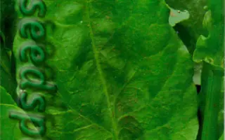 ВЫСОКОГОРНЫЙ