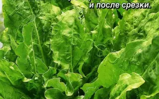 ЗЕЛЕНАЯ СКАЗКА