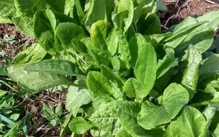 ИЗУМРУДНЫЙ СНЕГ