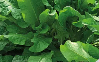 ВЕГЕТАРИАНЕЦ