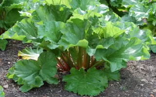 КРУПНОЧЕРЕШКОВЫЙ