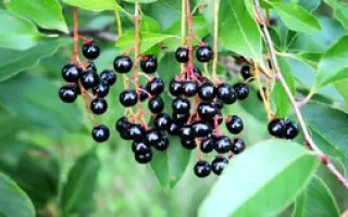 АДМИРАЛТЕЙСКАЯ