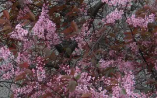 РУМЯНЫЕ ЩЕЧКИ