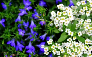 КОЛОКОЛЬЧИК