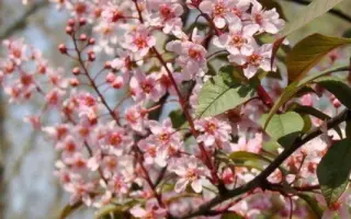 РОЗОВАЯ МЕЧТА