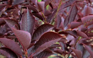 КРАСНЫЙ СЕЗОН