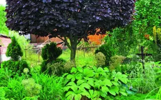 КРАСНЫЙ ШАТЕР