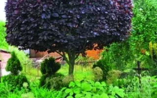 ПУРПУРНАЯ СВЕЧА