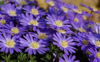 ЮЖНЫЙ ВЕТЕР