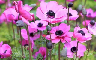 РОЗОВАЯ ЖЕМЧУЖИНА