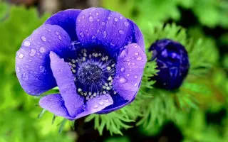 ВОЛШЕБСТВО