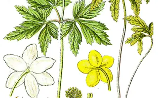 ЛЕСНОЙ РУЧЕЙ