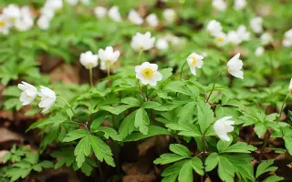 ЛЕТНЯЯ НОЧЬ