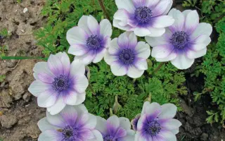 СИНЕГЛАЗКА