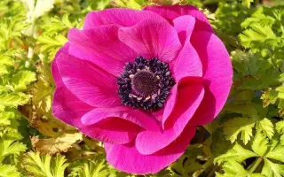 КРАСНАЯ ШАПОЧКА