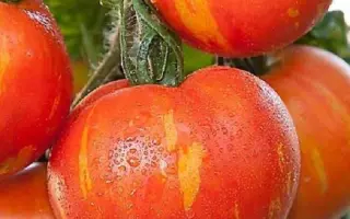 СОЛНЕЧНЫЙ ДЕСАНТ