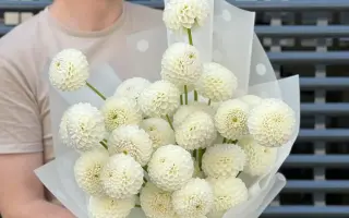 СНЕЖНЫЙ ЖЕМЧУГ