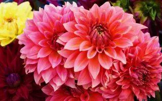 КРАСА ВОСТОКА