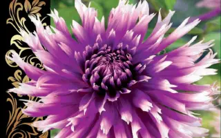 ТАБЛ ДАНСЕР