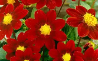 МИГНОН КРАСНЫЙ