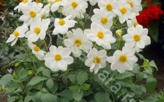 МИГНОН БЕЛЫЙ