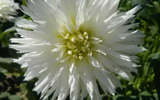 ЗАСНЕЖЕННАЯ РУСЬ