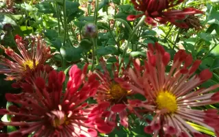 ПРИМА БАЛЕРИНА