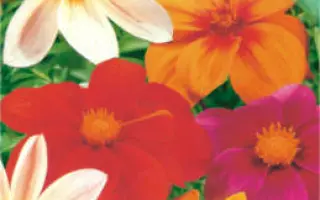 ВЕСЕЛЫЕ РЕБЯТА ОРАНЖЕВЫЕ