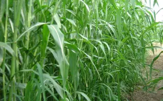 КРАСНОДАРСКАЯ 75