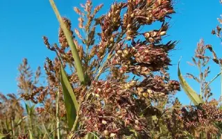 КОНСТАНЦИЯ