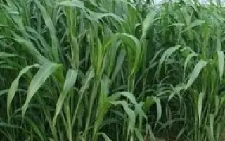 КИНЕЛЬСКАЯ 100