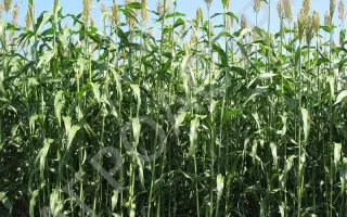 КАМЫШИНСКАЯ 51