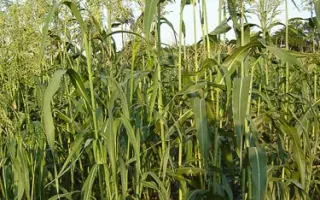 ПРИАЛЕЙСКАЯ