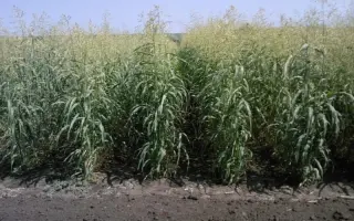 МЕЧТА ПОВОЛЖЬЯ