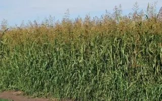 НОВОСИБИРСКАЯ 84